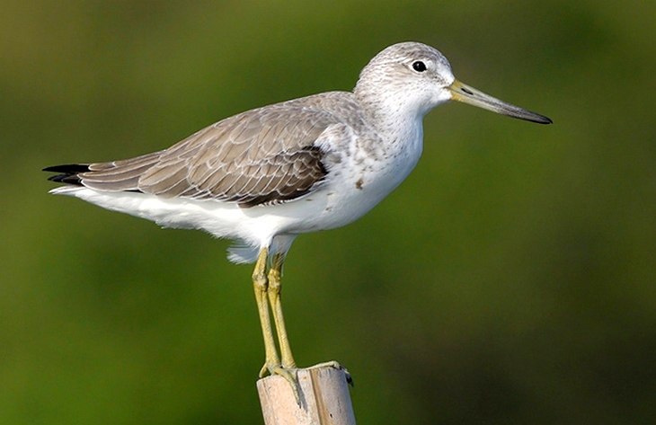 Birds that nest only in Russia - Birds, Ornithology, Red Book, Endemic, Copy-paste, Longpost