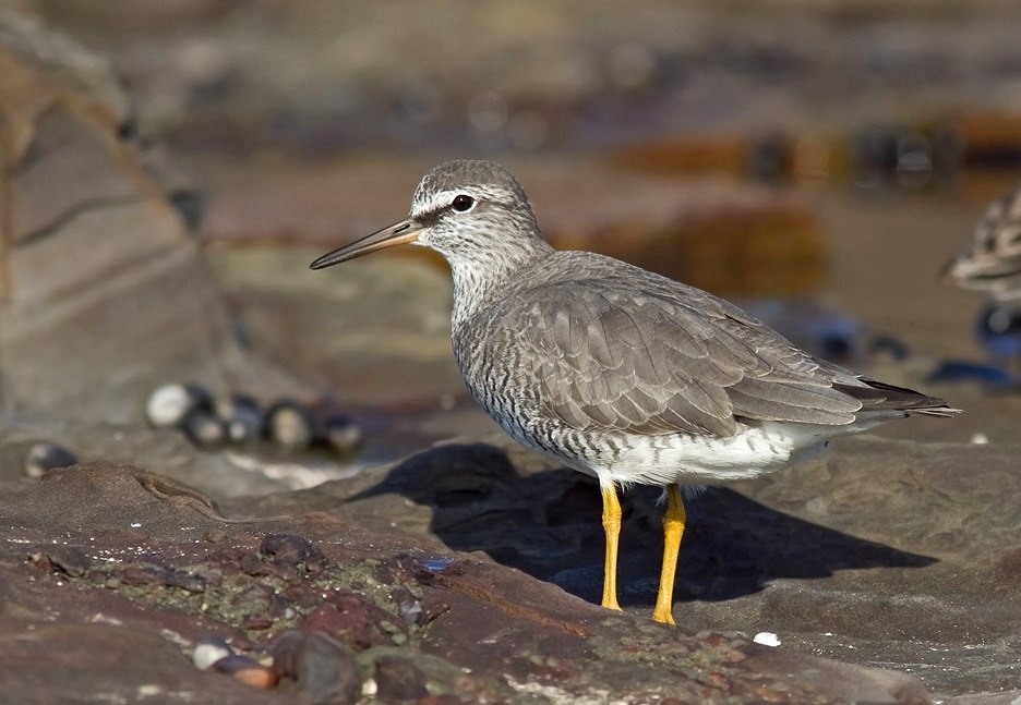 Birds that nest only in Russia - Birds, Ornithology, Red Book, Endemic, Copy-paste, Longpost