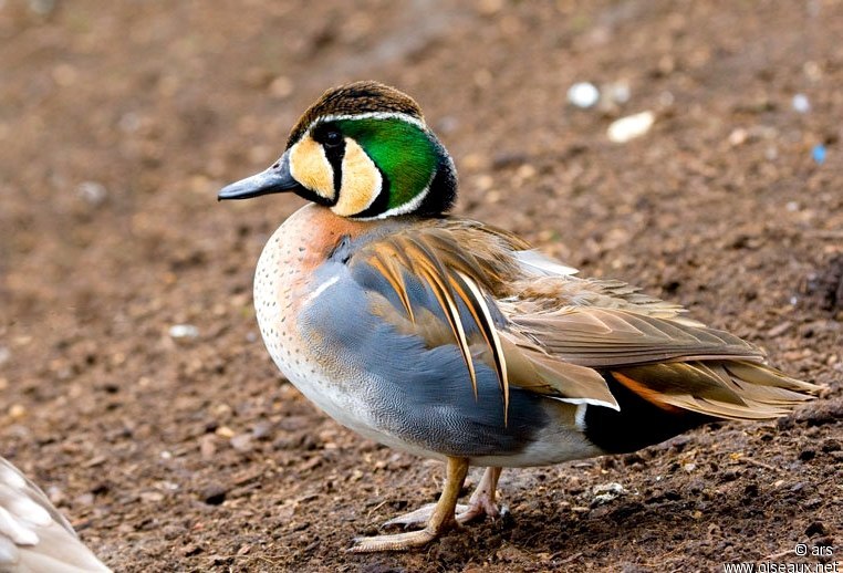 Birds that nest only in Russia - Birds, Ornithology, Red Book, Endemic, Copy-paste, Longpost