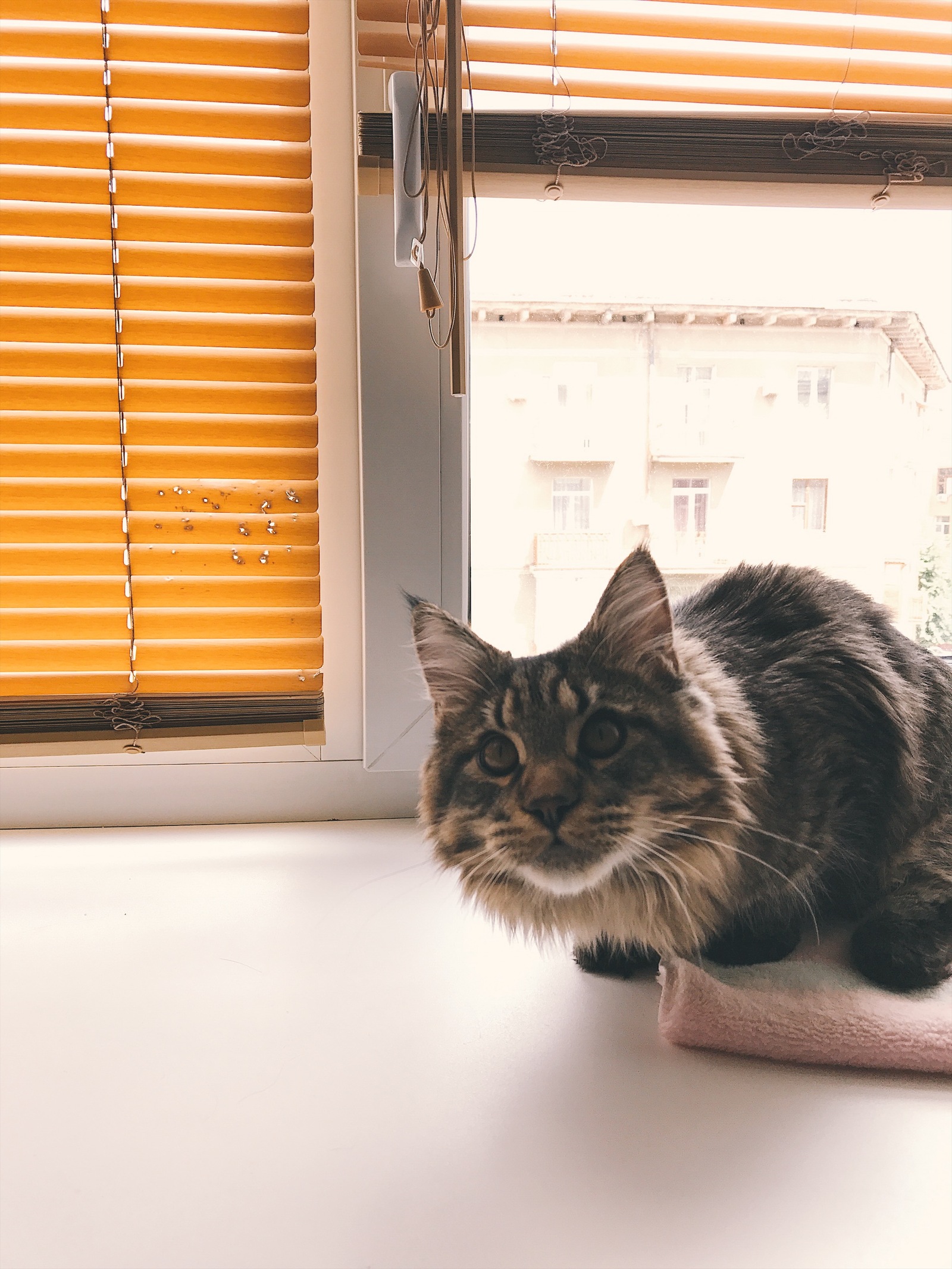 Your face when you were burned for revenge - My, Maine Coon, cat, My, Blinds, Wild