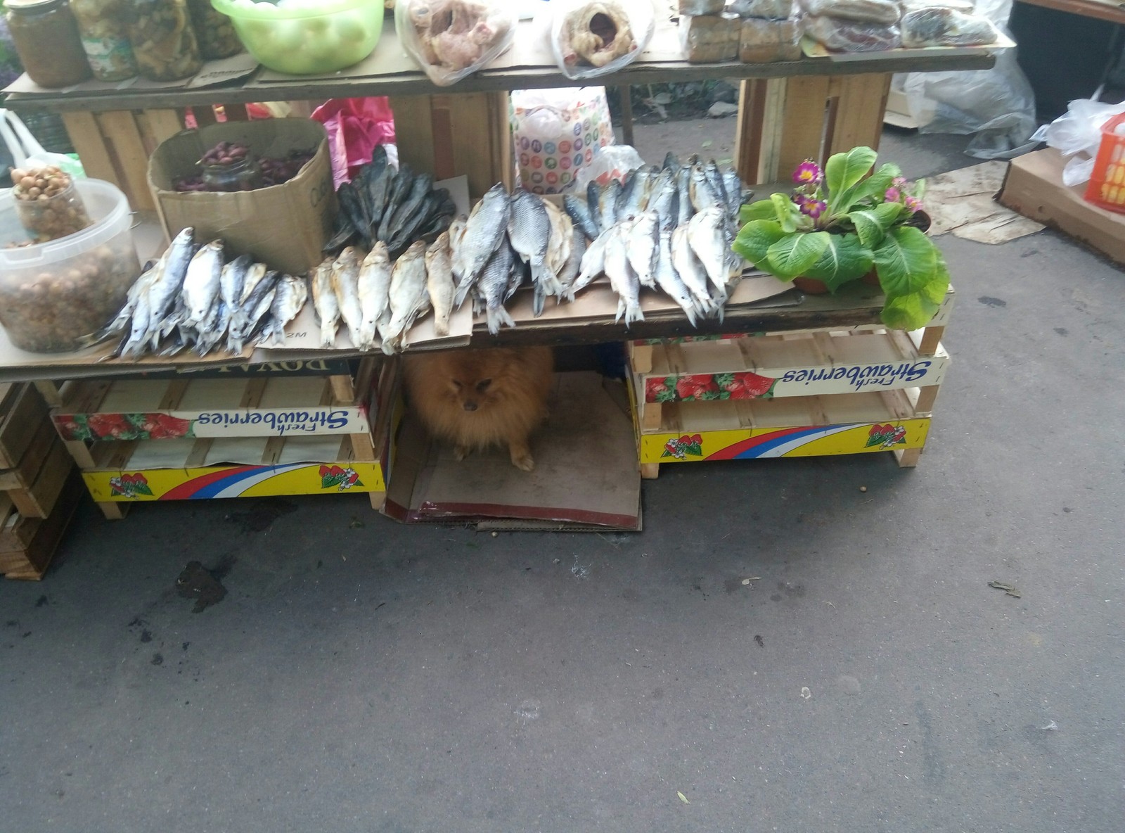 This is the guard I met in the market. - Security, Dog, Market