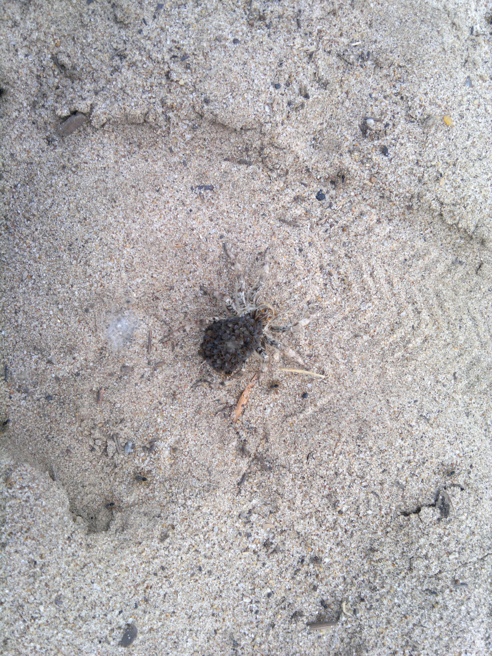 Female South Russian tarantula with children on her back - My, Spider, Arachnids, Arachnophobia, The photo, Video, Longpost