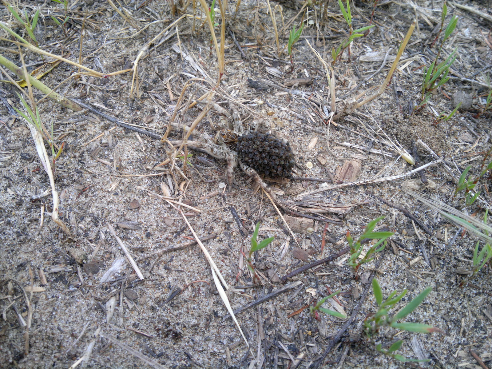 Female South Russian tarantula with children on her back - My, Spider, Arachnids, Arachnophobia, The photo, Video, Longpost