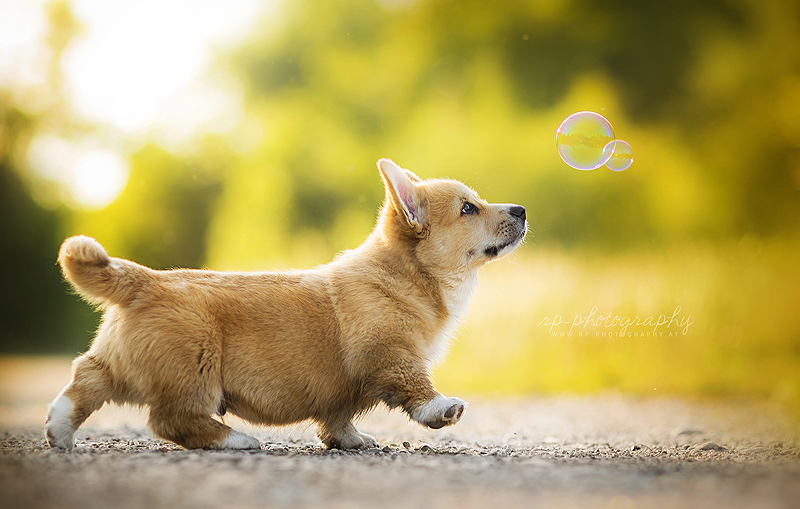 Biscuit - The photo, Animals, Dog, Corgi, Milota