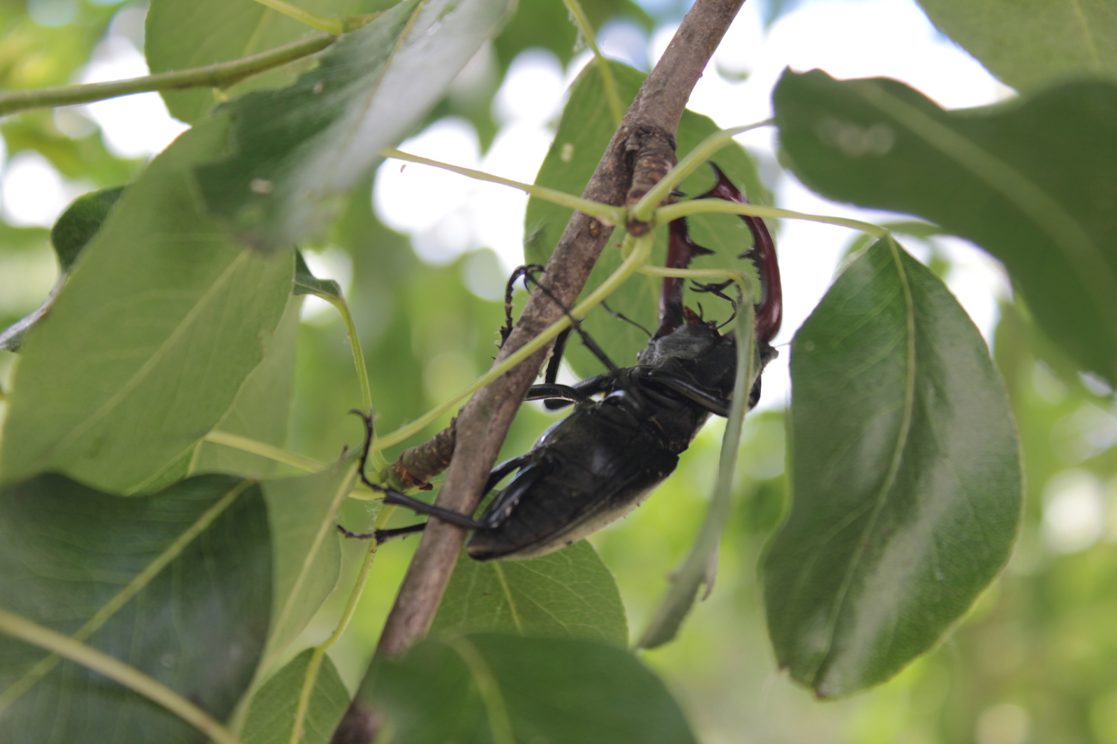 Stag beetle in your feed - My, Deer Beetle, Insects, Lucanus cervus, Longpost