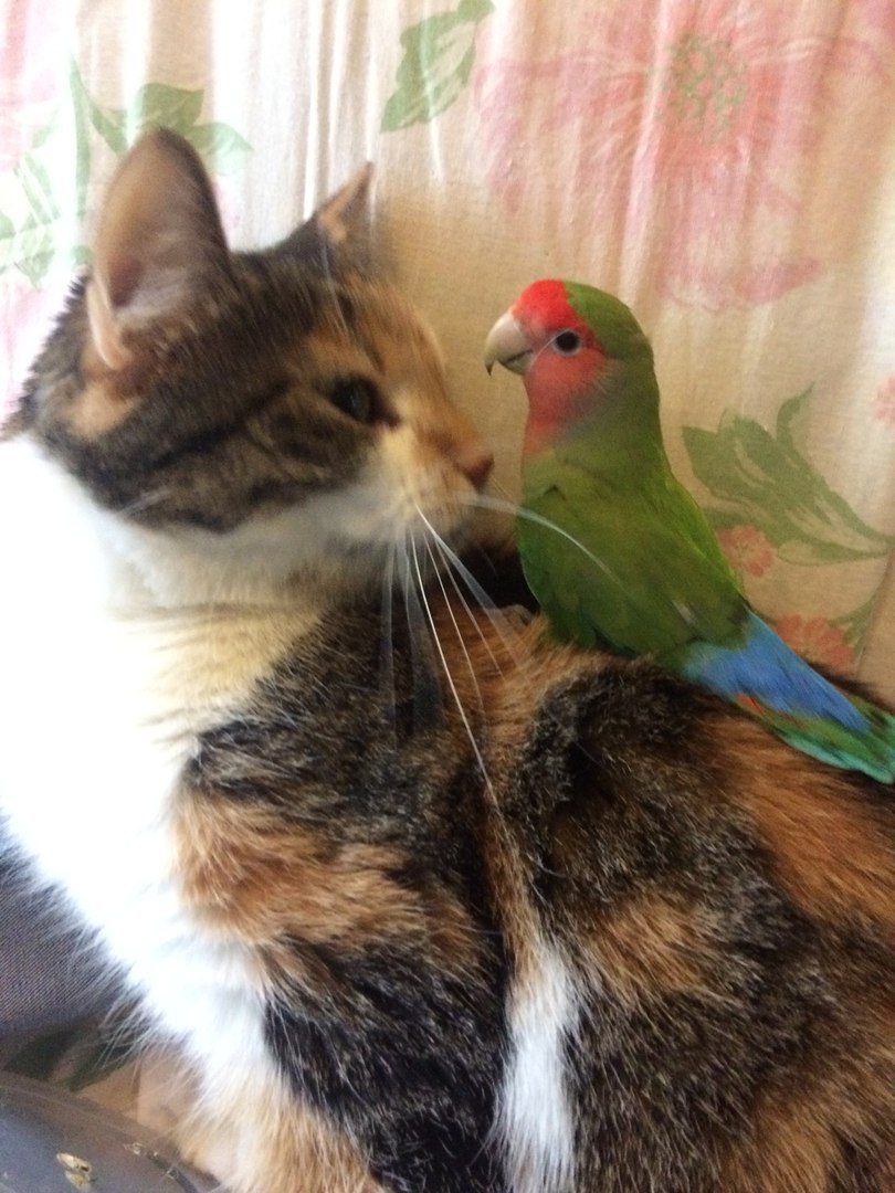 When you're a partisan at heart - My, , cat, Lovebirds, Rose-cheeked lovebird, Fisher's Lovebird, Longpost