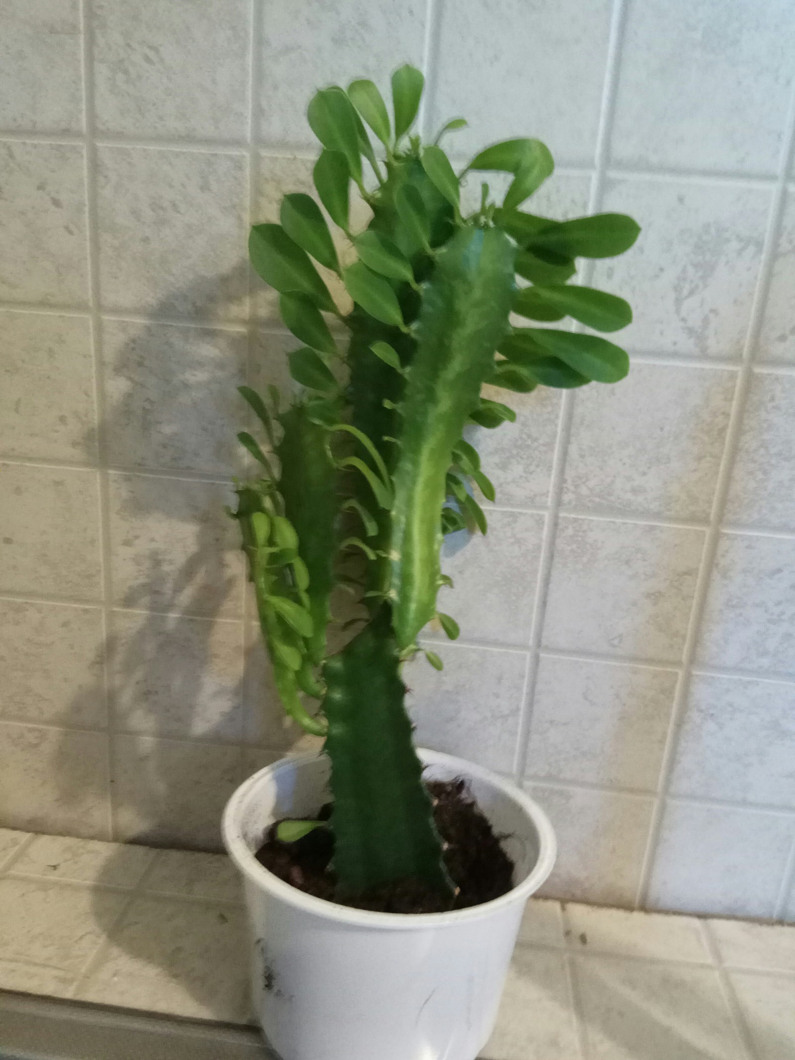 Help me understand - My, Plants, Houseplants