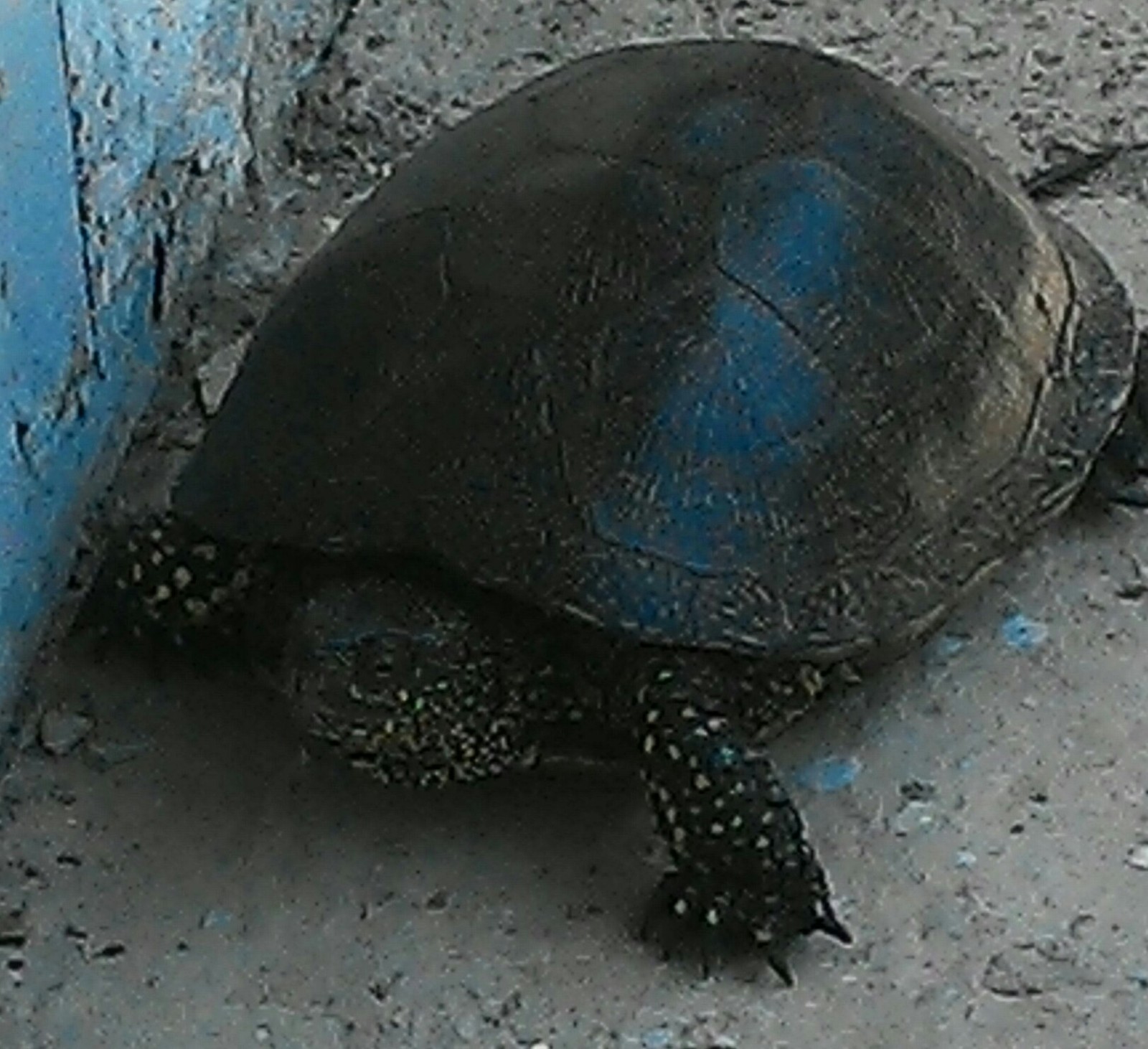 I found such an animal on the street today - My, Turtle, Crimea, Nature, Find, Longpost