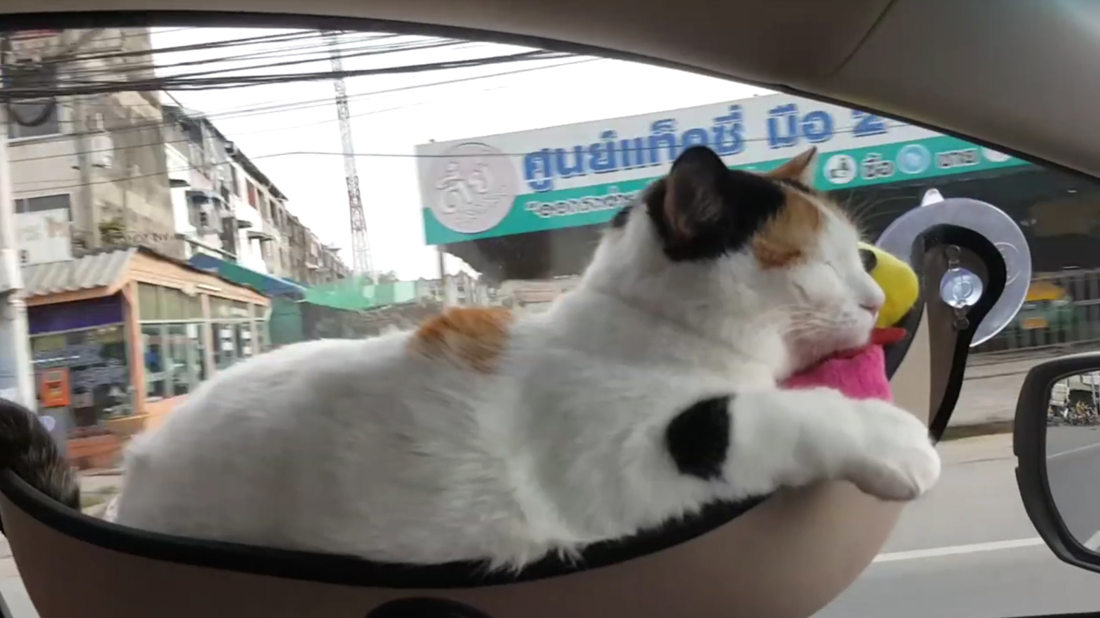 Гамак для кота в машину на стекло
