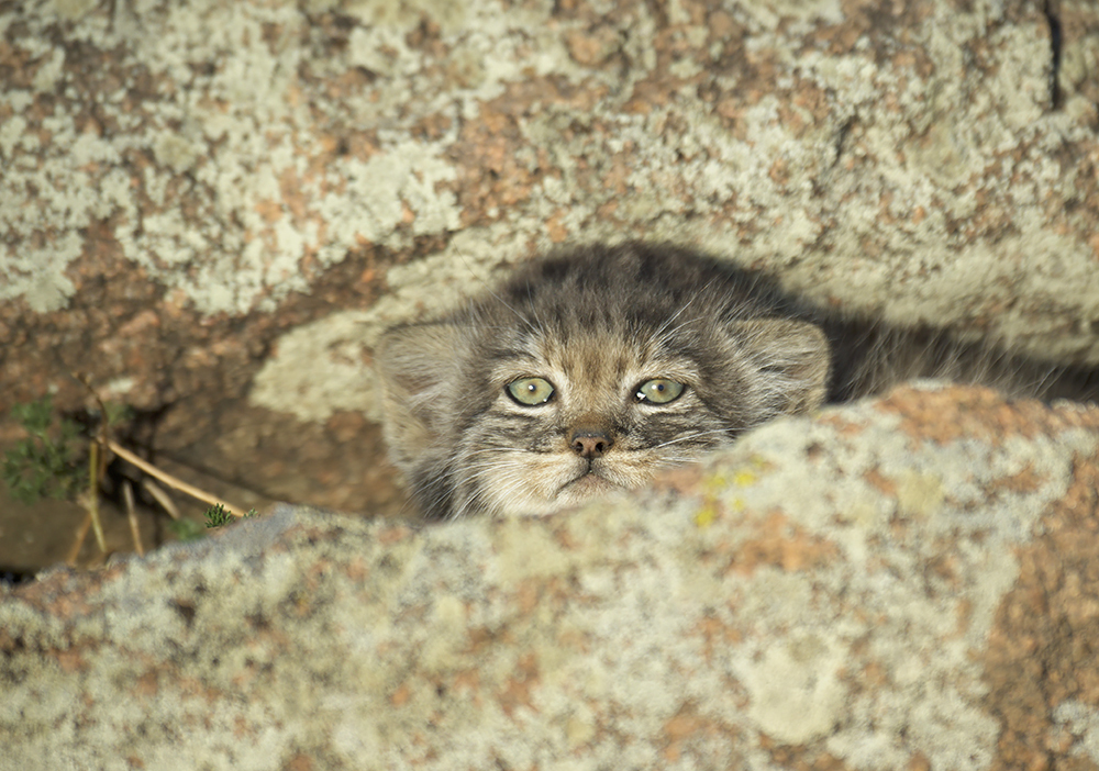 Manulyonok =) - Pallas' cat, Mongolia, Valery Maleev, cat, Small cats, Predatory animals, Wild animals, Young, The photo, wildlife