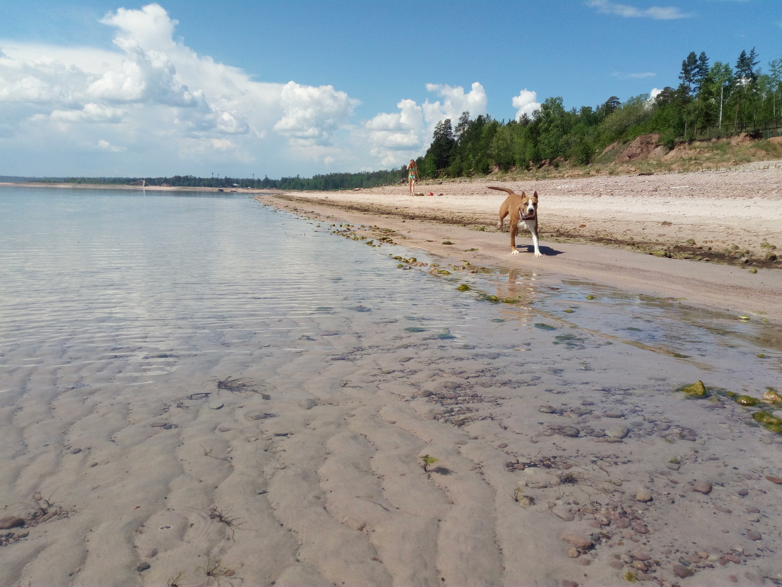 Another dog fun - My, Dog, Amstaff, Best friend, , Longpost