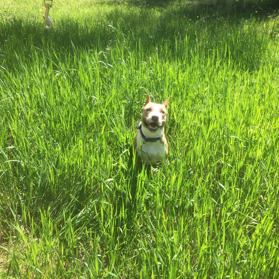 Another dog fun - My, Dog, Amstaff, Best friend, , Longpost