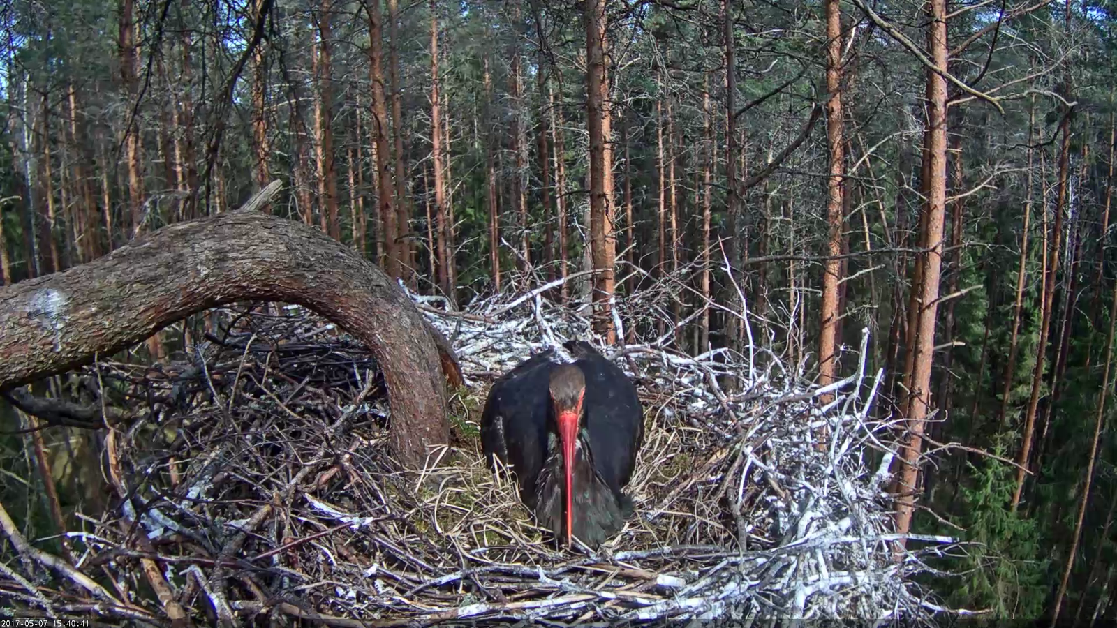 Black stork nest in wild forest - live stream - My, Black stork, 