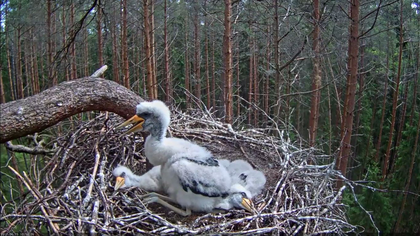 Black stork nest in wild forest - live stream - My, Black stork, 