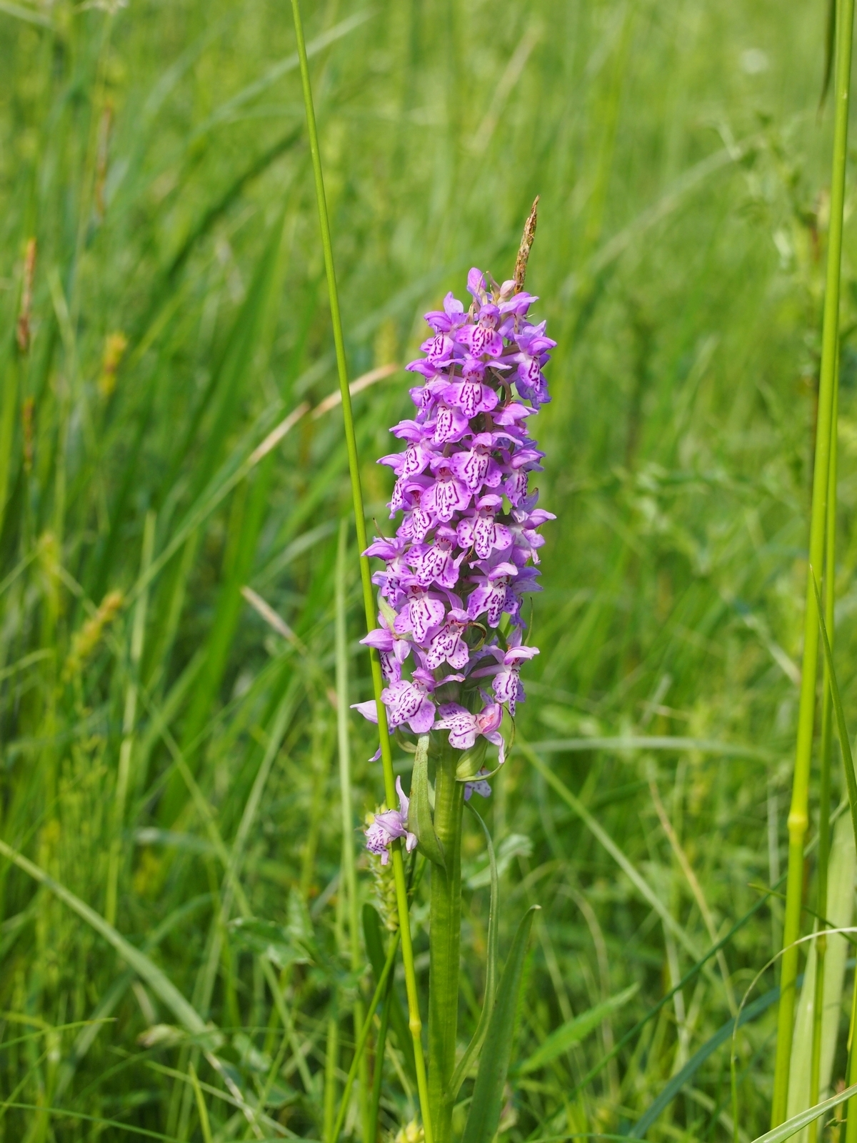 Orchids - very close - My, Orchids, , Kaliningrad region, , Longpost