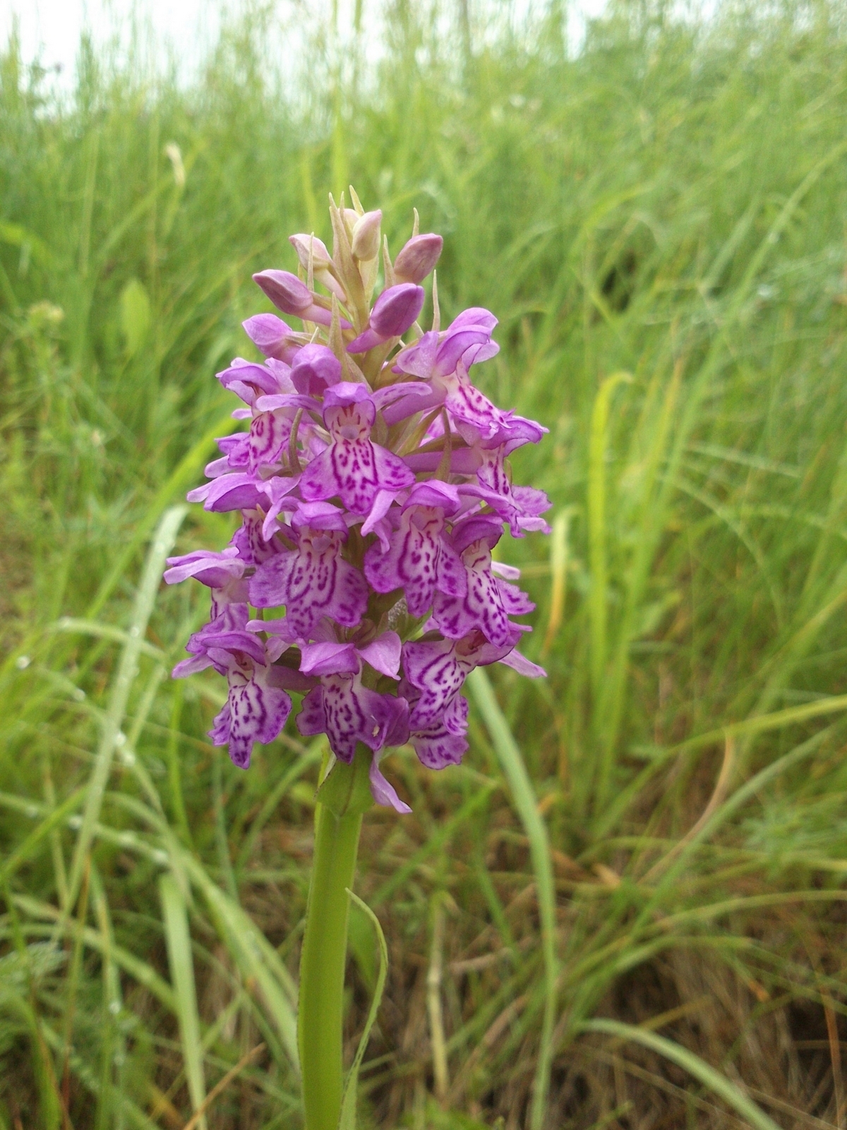 Orchids - very close - My, Orchids, , Kaliningrad region, , Longpost