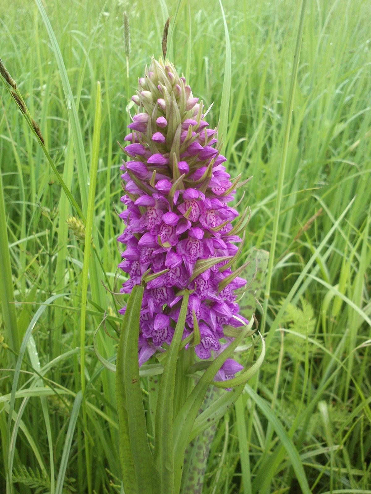 Orchids - very close - My, Orchids, , Kaliningrad region, , Longpost