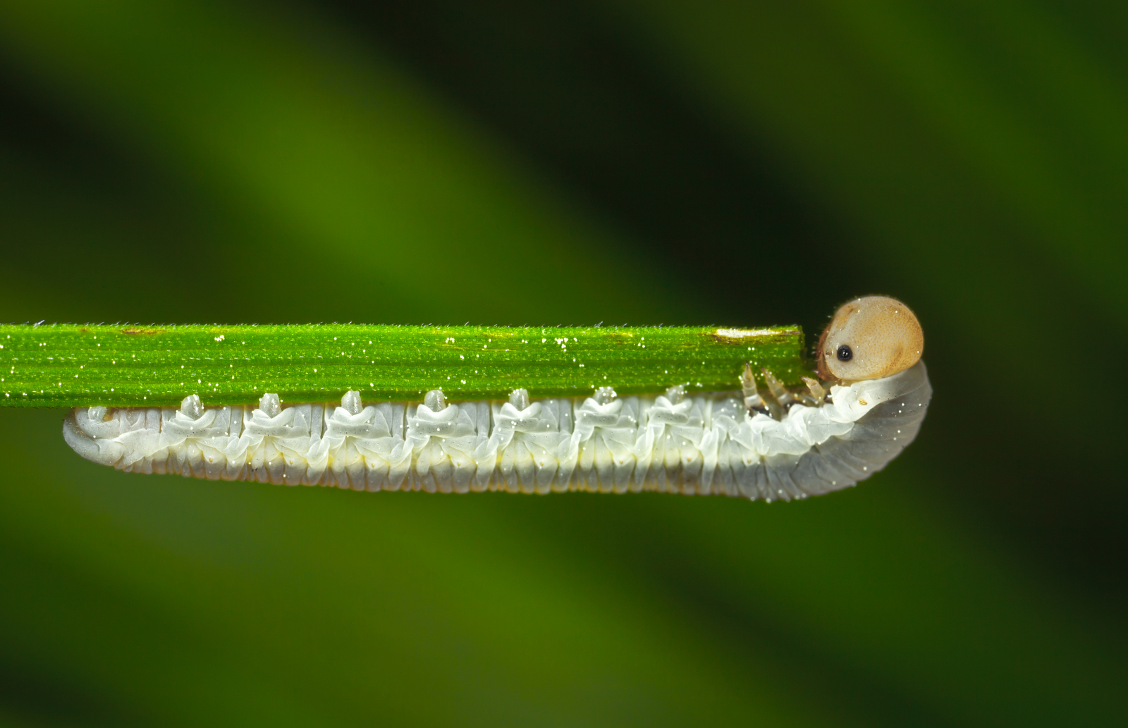 Macro hunting №111 - My, Macrohunt, Macro, Муха, Arachnida, Жуки, Caterpillar, Flowers, Longpost, Macro photography