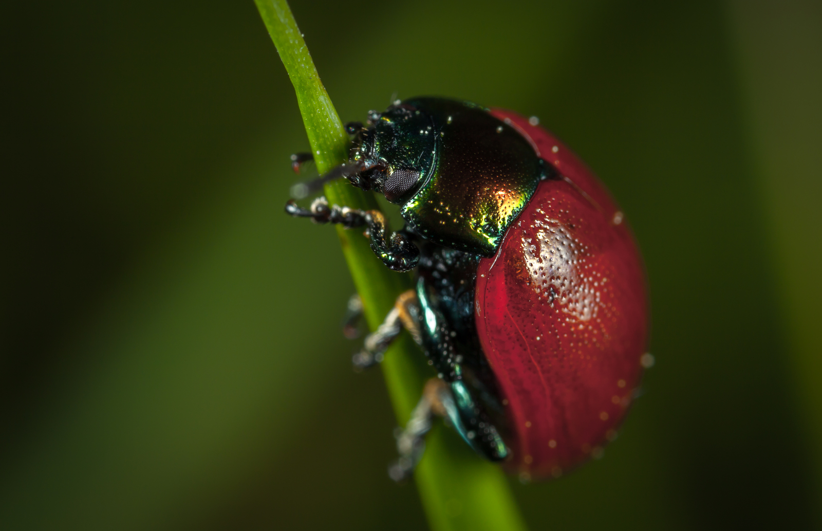 Macro hunting №111 - My, Macrohunt, Macro, Муха, Arachnida, Жуки, Caterpillar, Flowers, Longpost, Macro photography