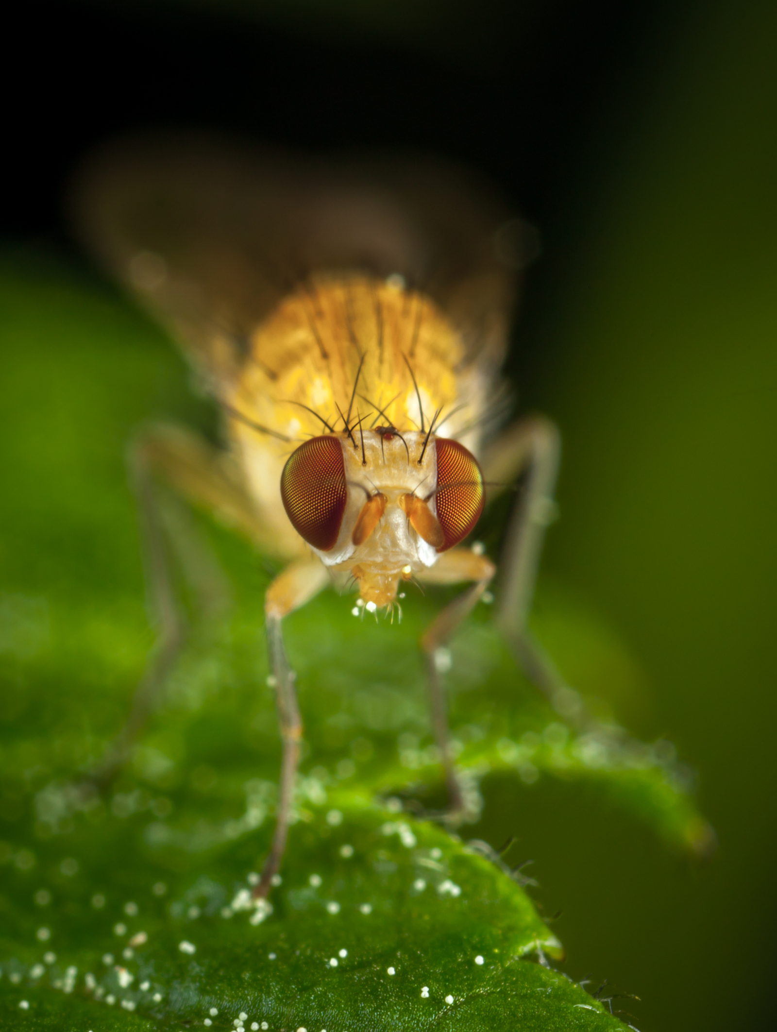 Macro hunting №111 - My, Macrohunt, Macro, Муха, Arachnida, Жуки, Caterpillar, Flowers, Longpost, Macro photography