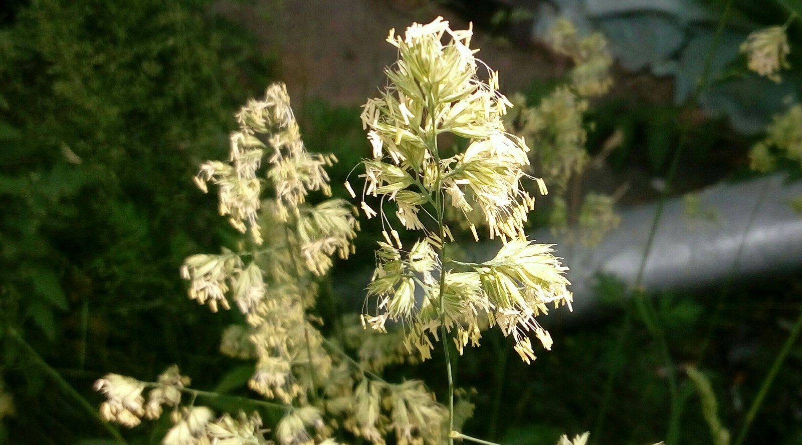 Everything is flowering - My, Flowers, Summer, Longpost