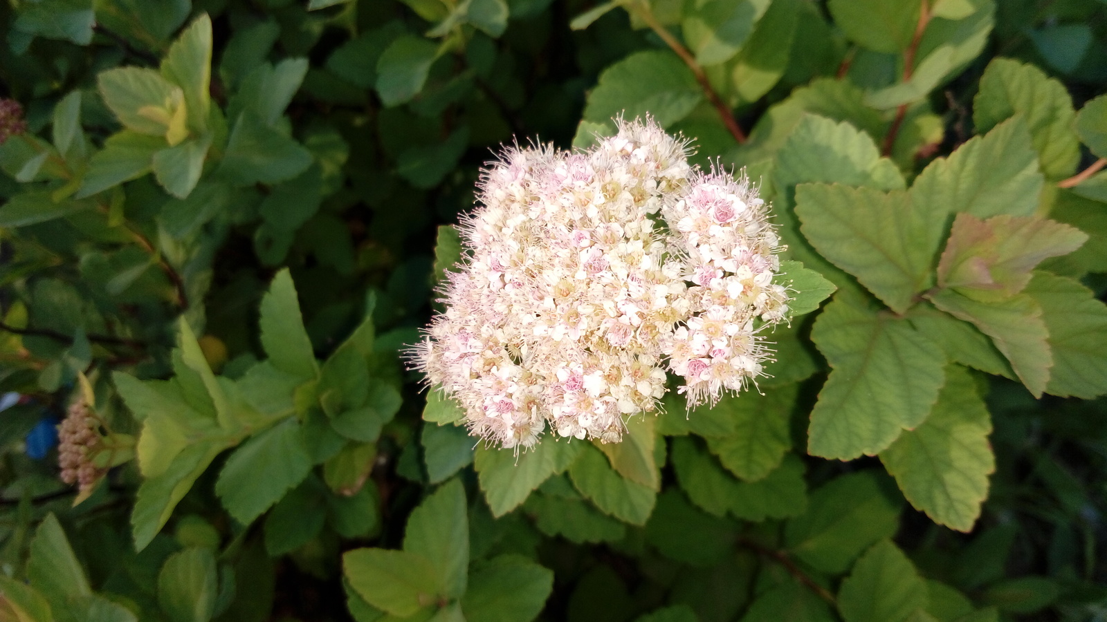 Everything is flowering - My, Flowers, Summer, Longpost