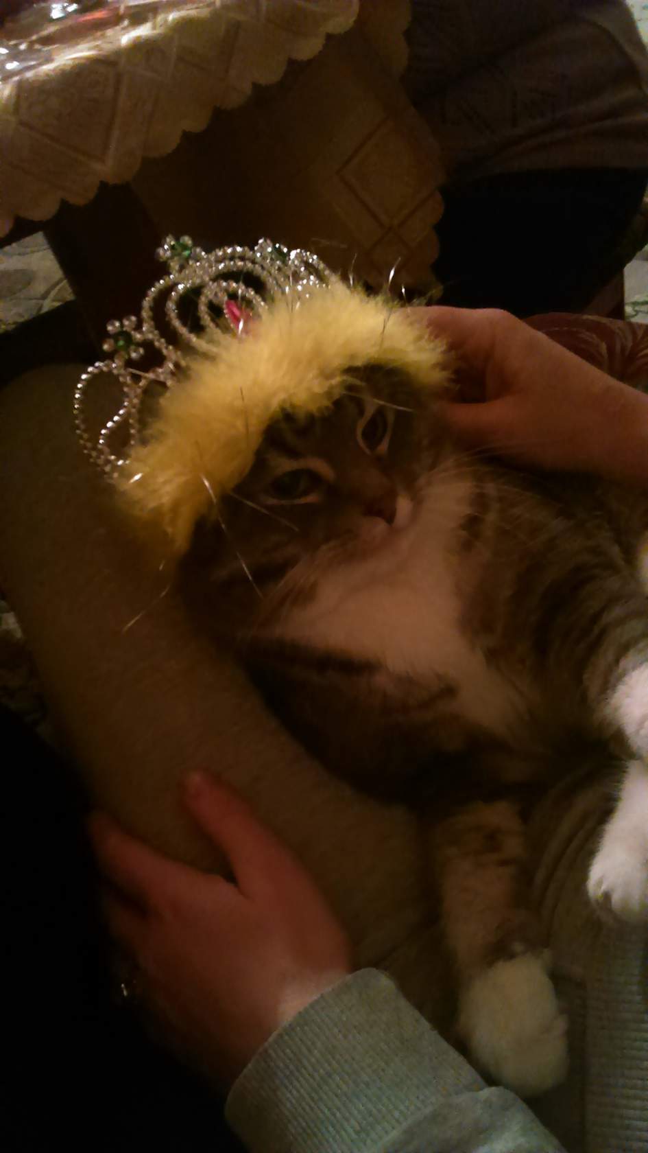 Very nice King, simply King - My, cat, Tsar, Crown