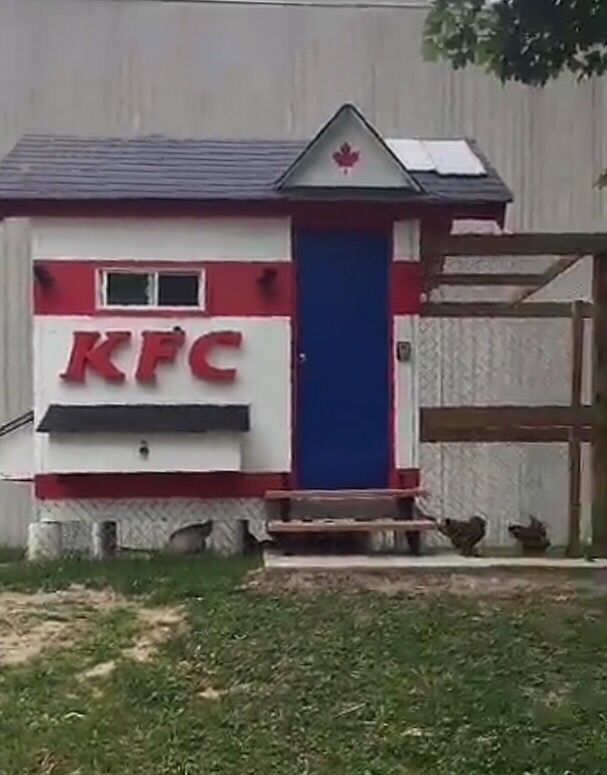 My neighbor built a new chicken coop... - Chicken coop, Hen, Birds, Fast food