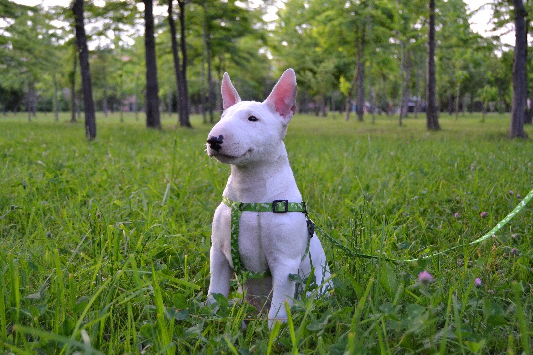 How We Bought Joy - My, Minibull, Dog, Bull terrier, Longpost