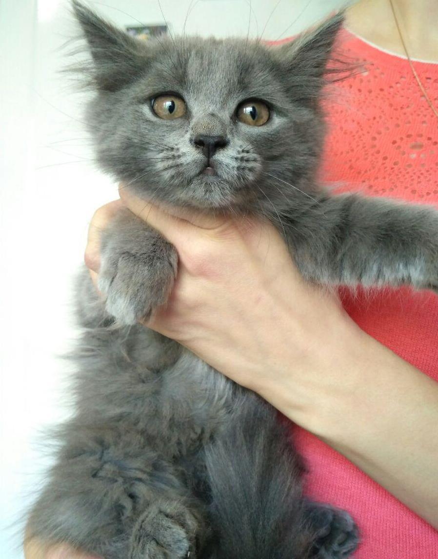 Kittens are looking for an owner - My, In good hands, cat, Bryansk, Longpost