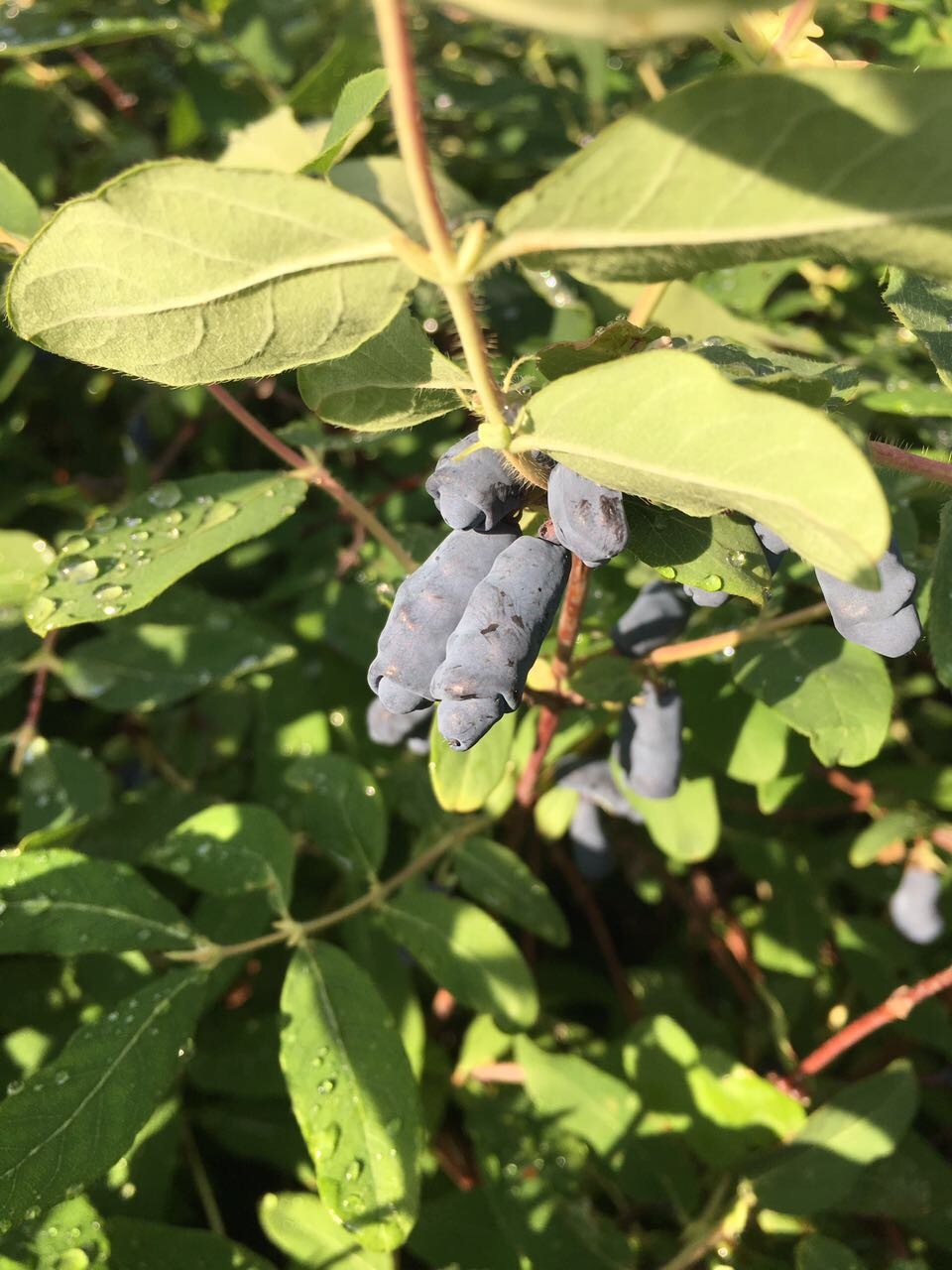 FUCKING BERRIES have grown in our garden - My, My, Garden, Garden, Berries, Honeysuckle, Mat