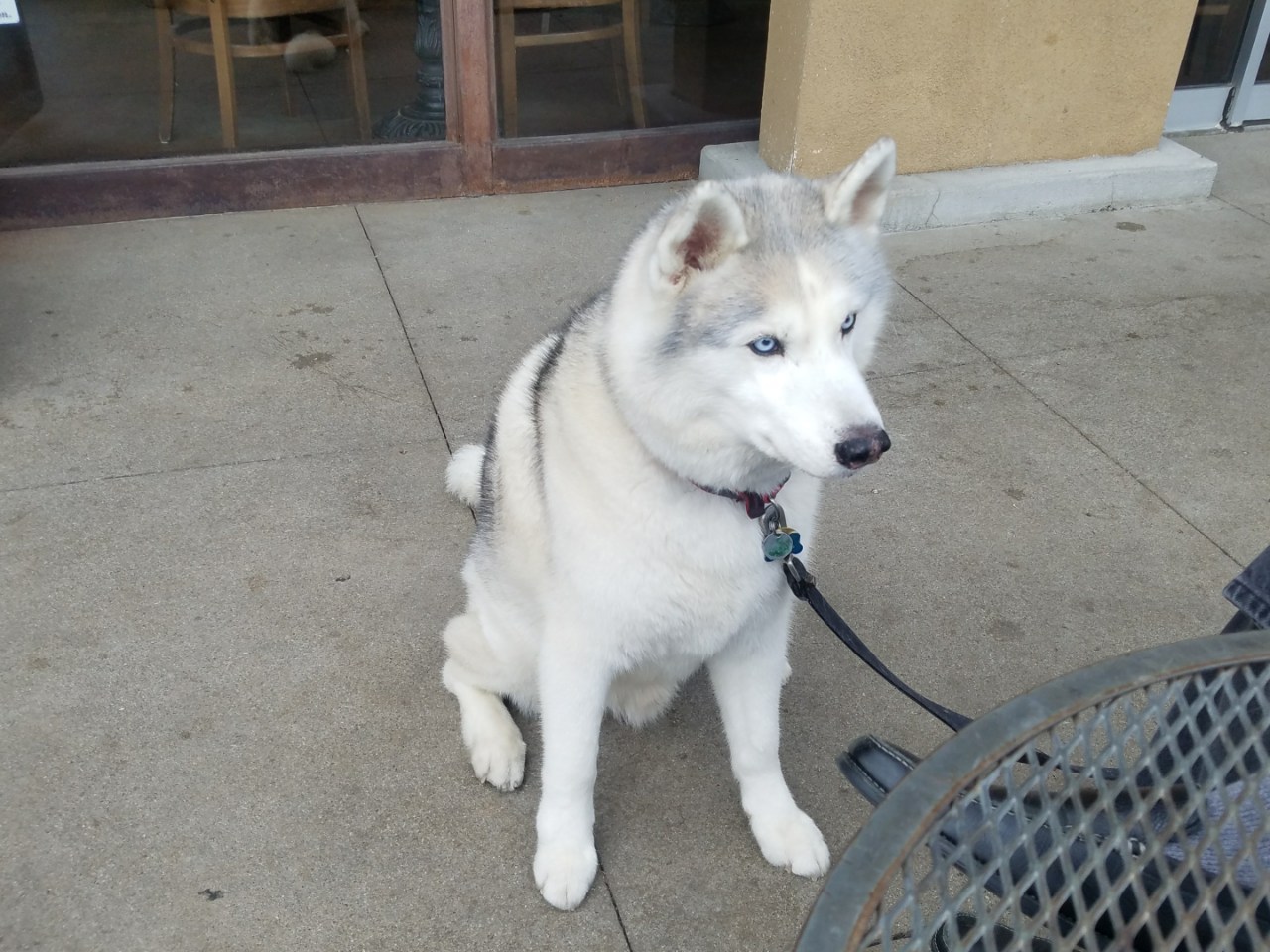 A dog named Rasputin. - Animals, Dog, Pets, West Siberian Laika, Laika, California, Longpost