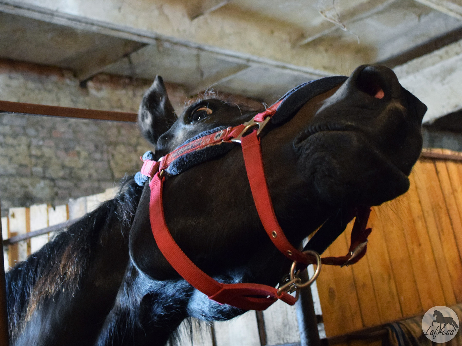 The mysterious face is so mysterious...)) - My, Horses, Animals, The photo, Horses, Pets, Humor, Longpost