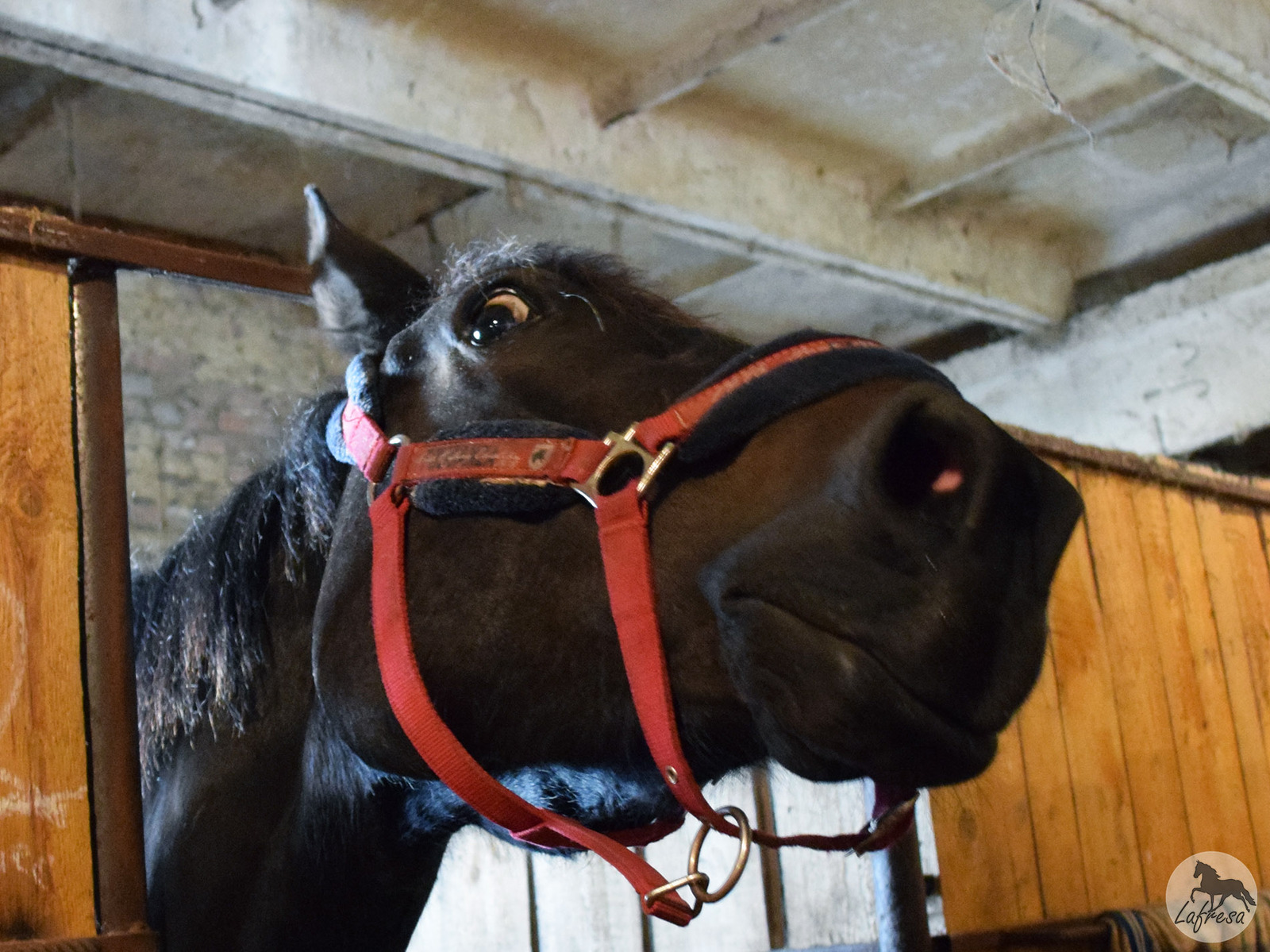 The mysterious face is so mysterious...)) - My, Horses, Animals, The photo, Horses, Pets, Humor, Longpost