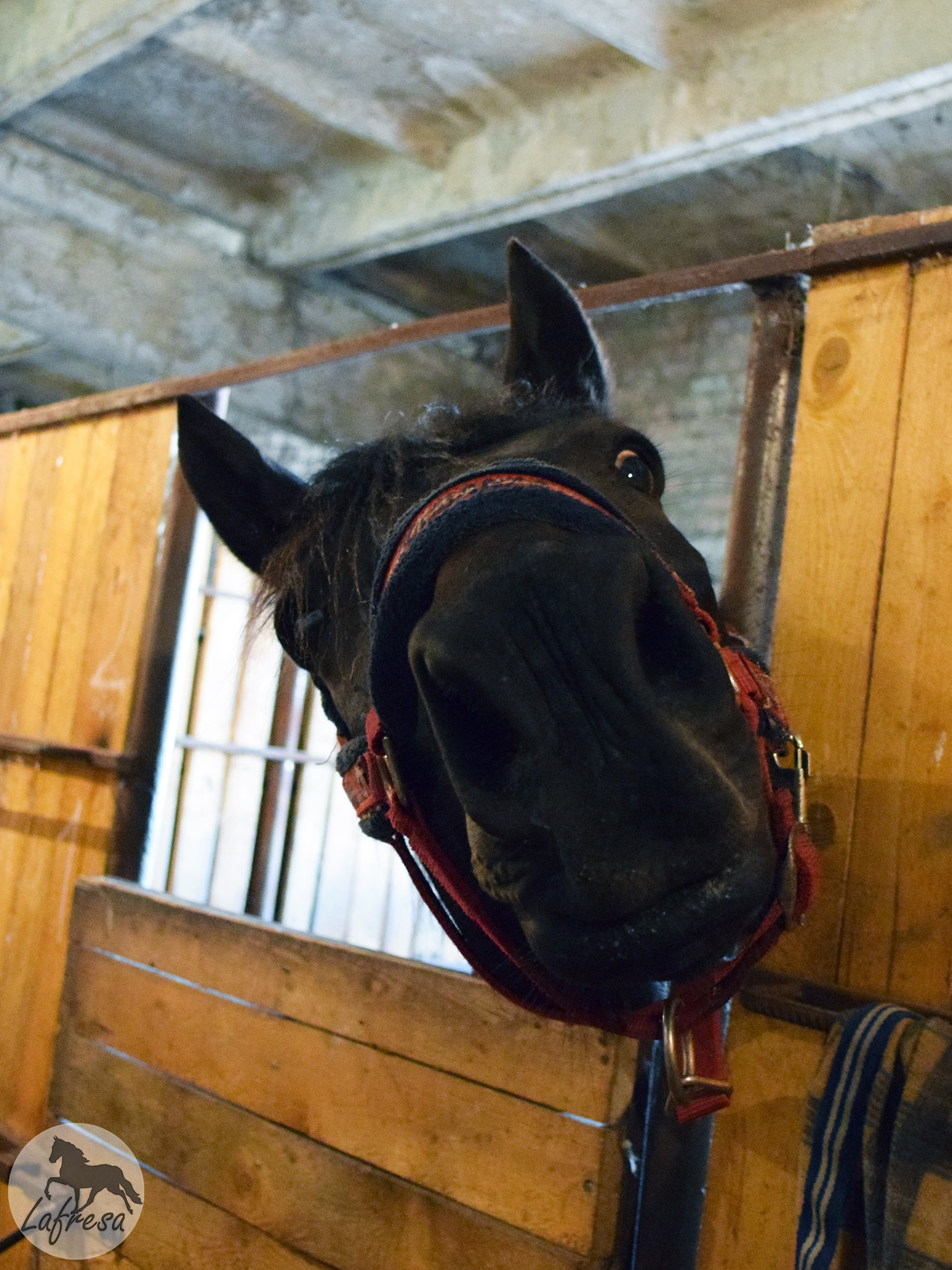 The mysterious face is so mysterious...)) - My, Horses, Animals, The photo, Horses, Pets, Humor, Longpost