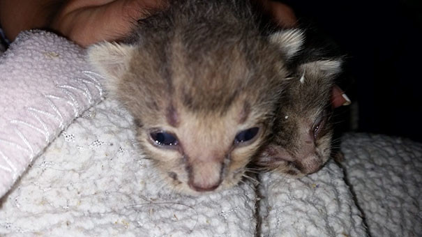 A man spent seven hours digging in the trash to save discarded kittens - cat, The rescue, Kindness, GIF, Longpost