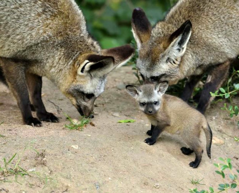 Big-eared fox cubs at Zoo Krefeld (Germany) - Big-eared fox, Longpost, Animals, Fox, Fox cubs