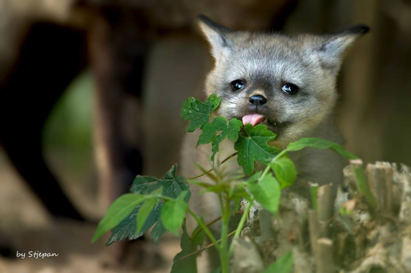 Big-eared fox cubs at Zoo Krefeld (Germany) - Big-eared fox, Longpost, Animals, Fox, Fox cubs