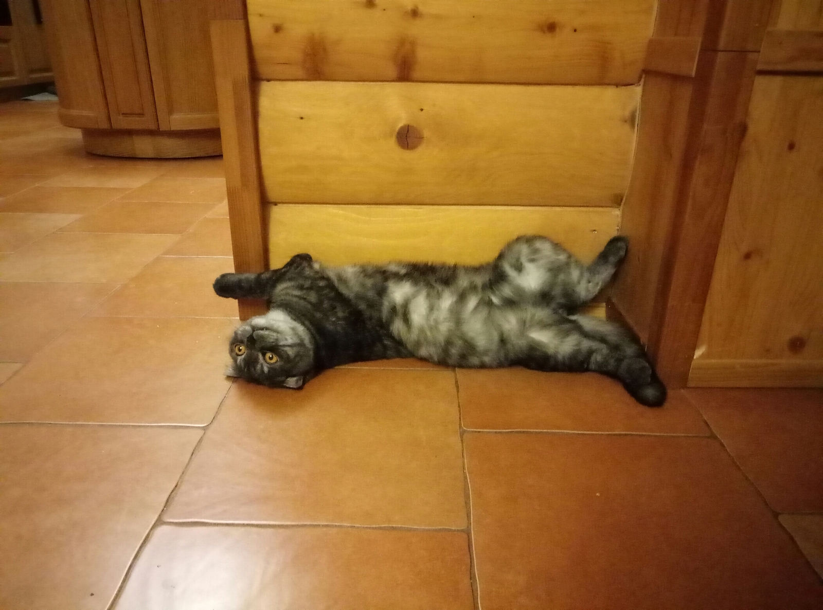 Looks like my cat is broken... - My, cat, Breaking, Longpost