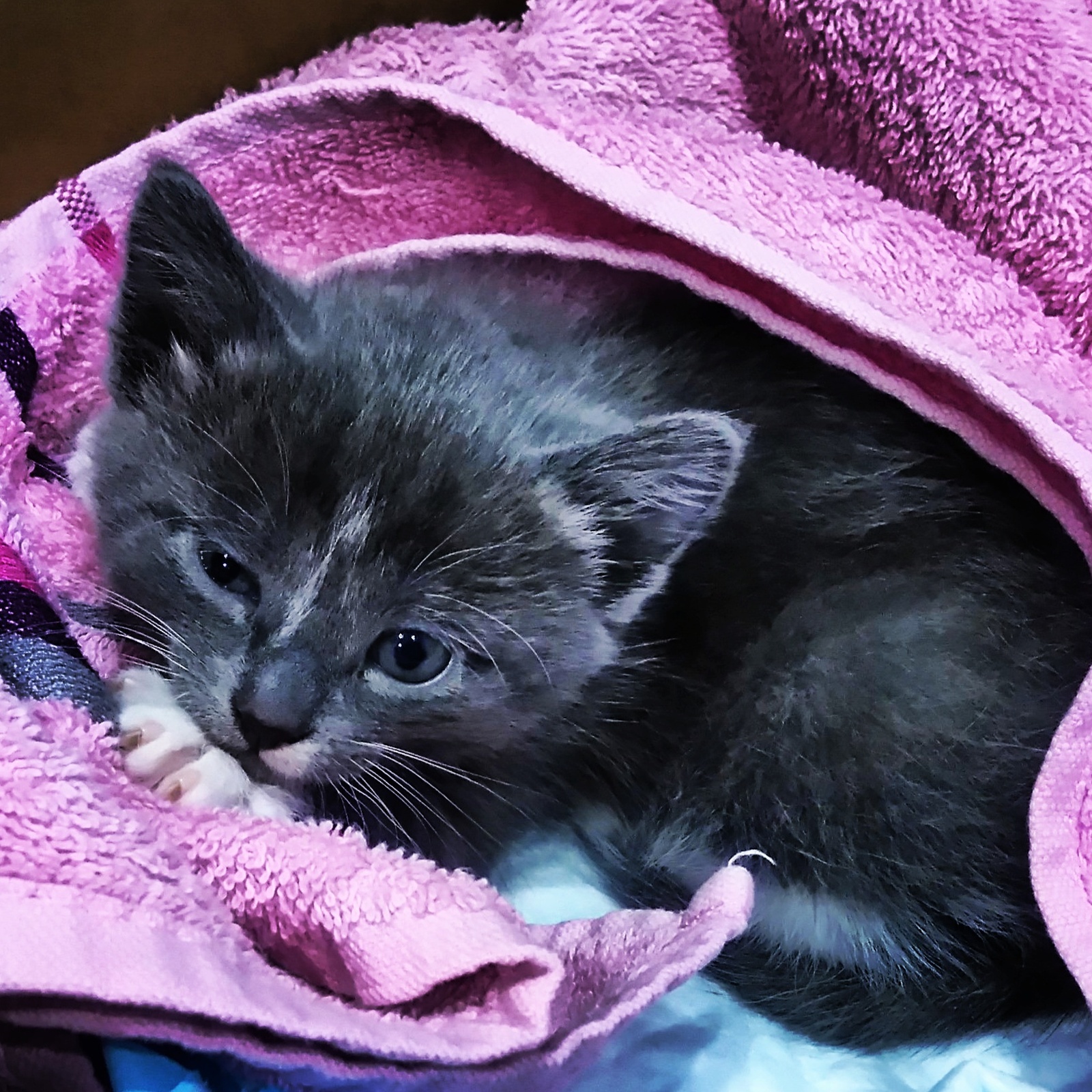 Happiness that is lying on the road :) ALL CUTE))) - My, cat, Happiness, Fluffy, Longpost