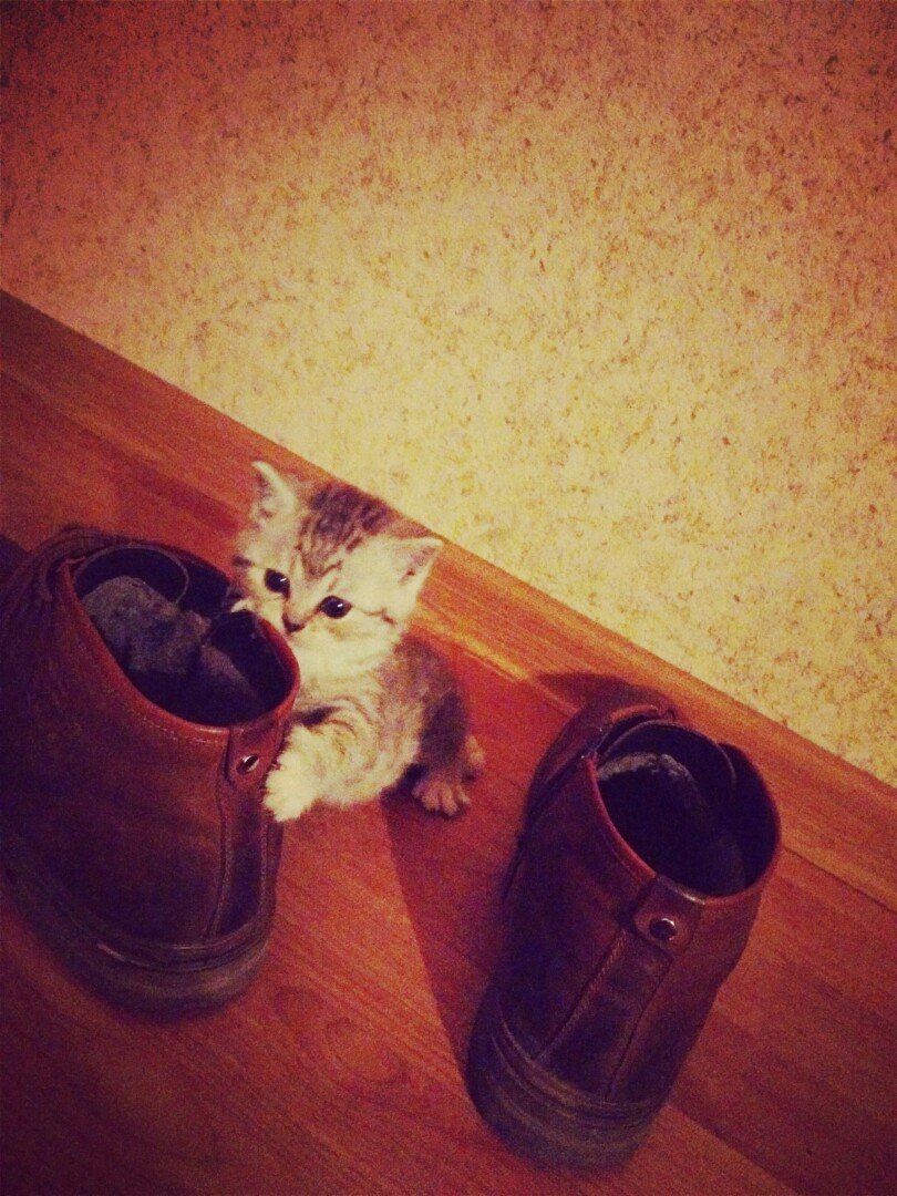 Pros train from an early age to wear shoes - Shoes, cat, , Case, Difficult, Workout