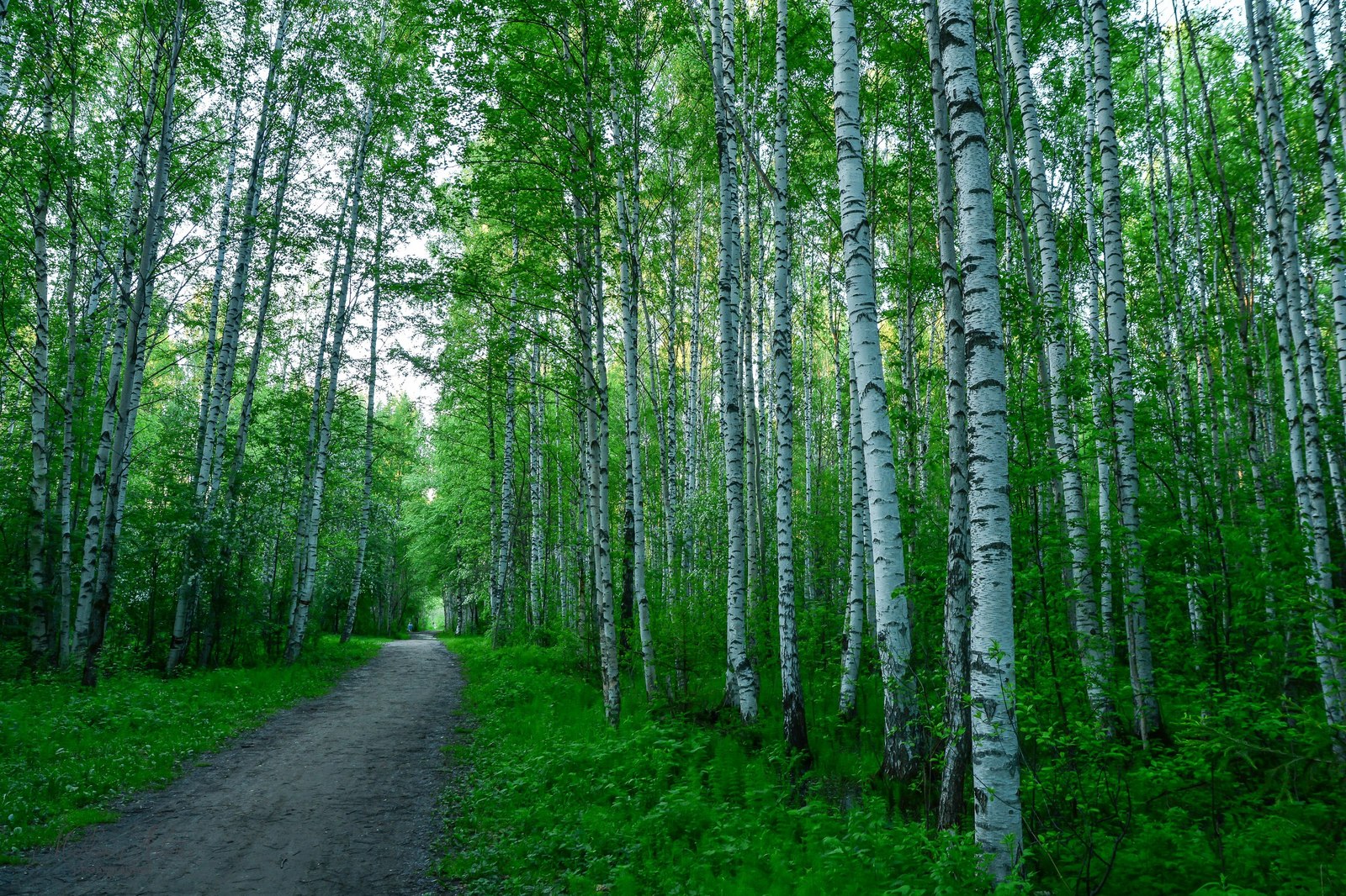 Chernyaevsky forest. - My, Nature, Permian, Chernyayevsky Forest, , Longpost