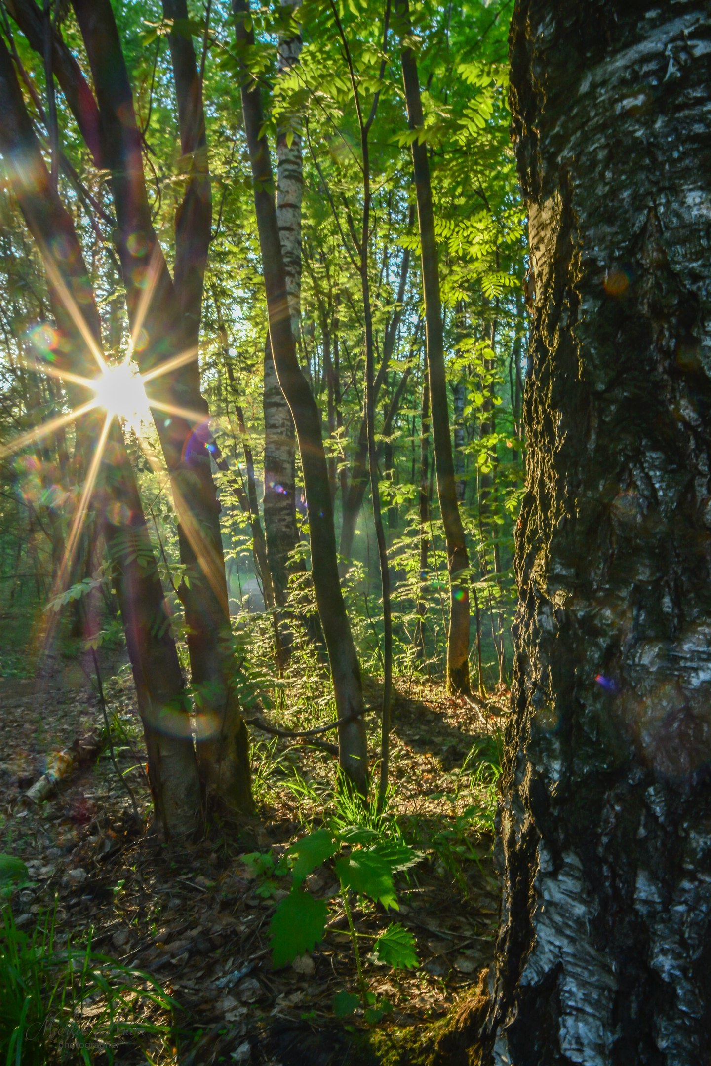 Chernyaevsky forest. - My, Nature, Permian, Chernyayevsky Forest, , Longpost