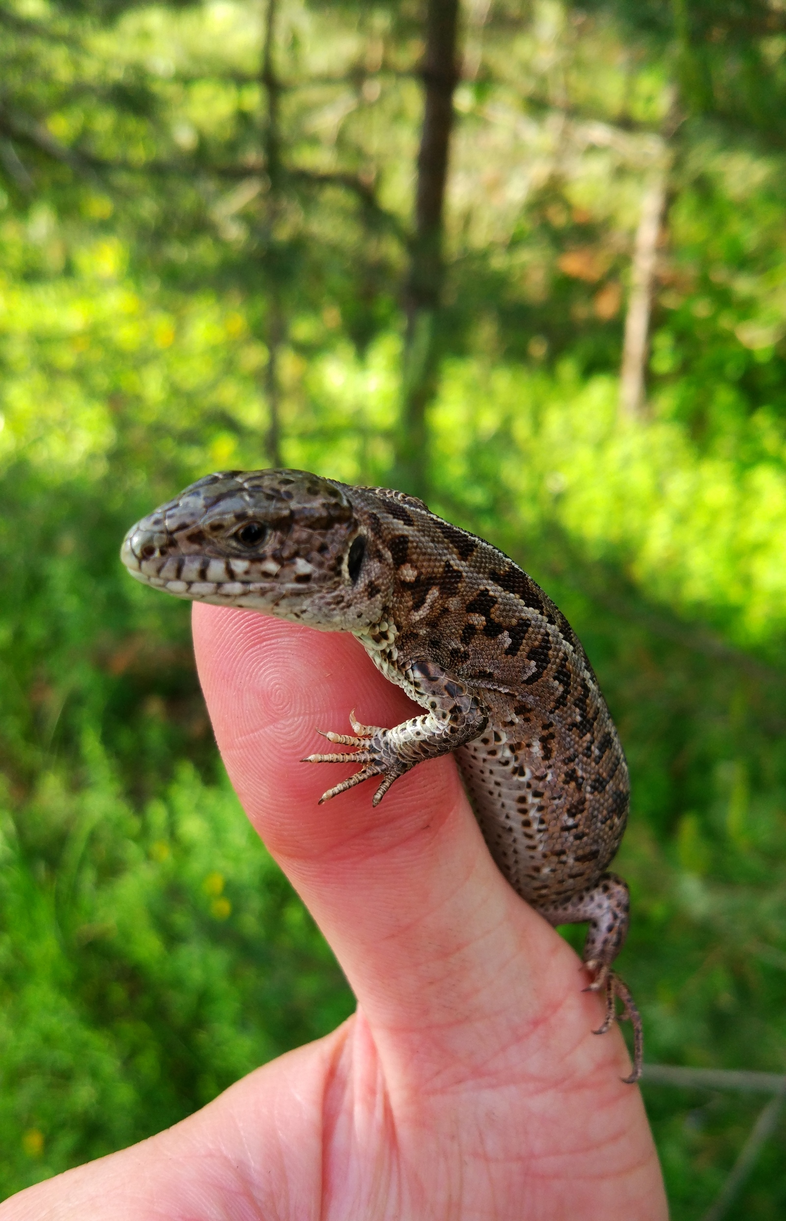 forest lizard - My, Lizard, Forest, Nature