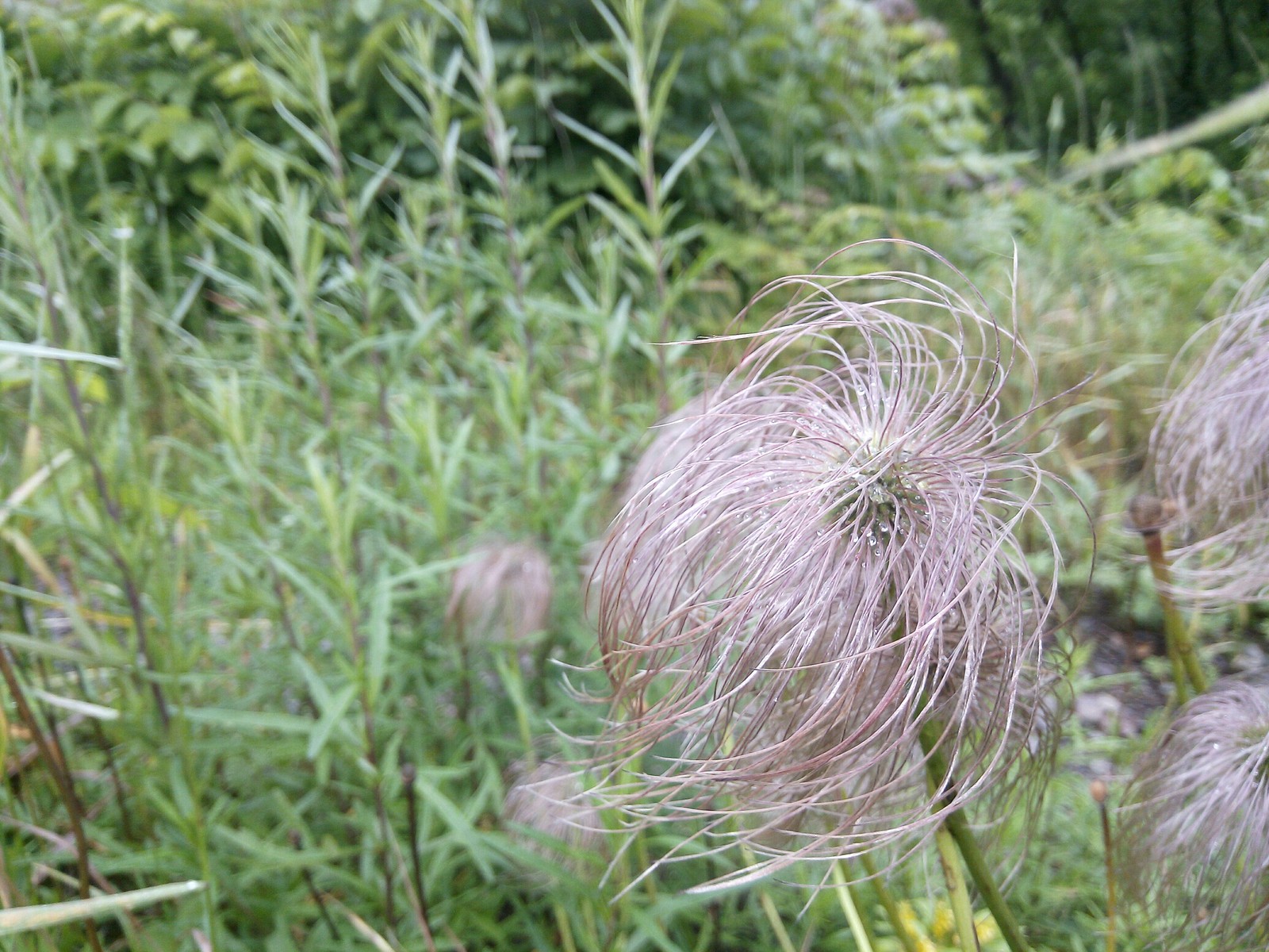 Stopped a moment - My, Macro photography, Nature, The photo, Longpost