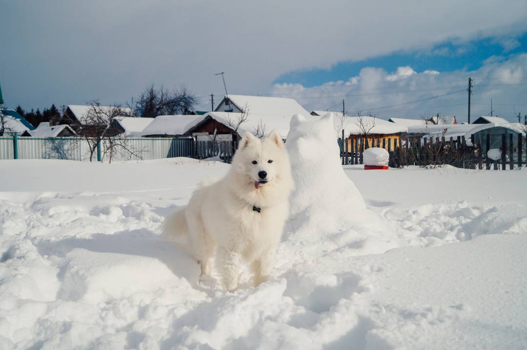 My Samoyed - My, Samoyed, Dog, Longpost