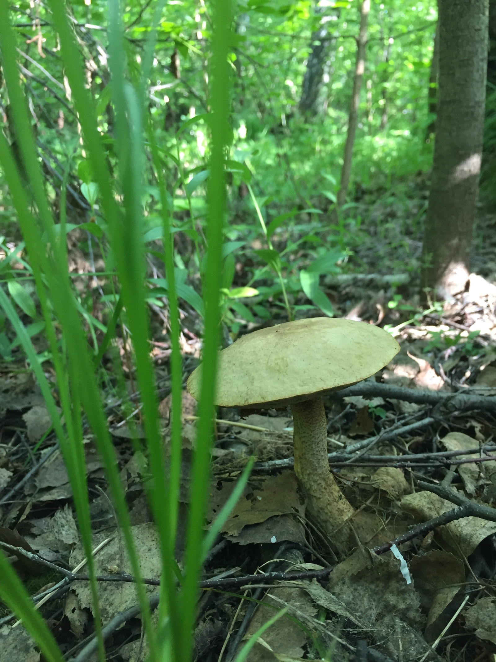 Boletus (Like) - My, Mushrooms, Boletus, Bugrinskaya grove, Novosibirsk, Longpost