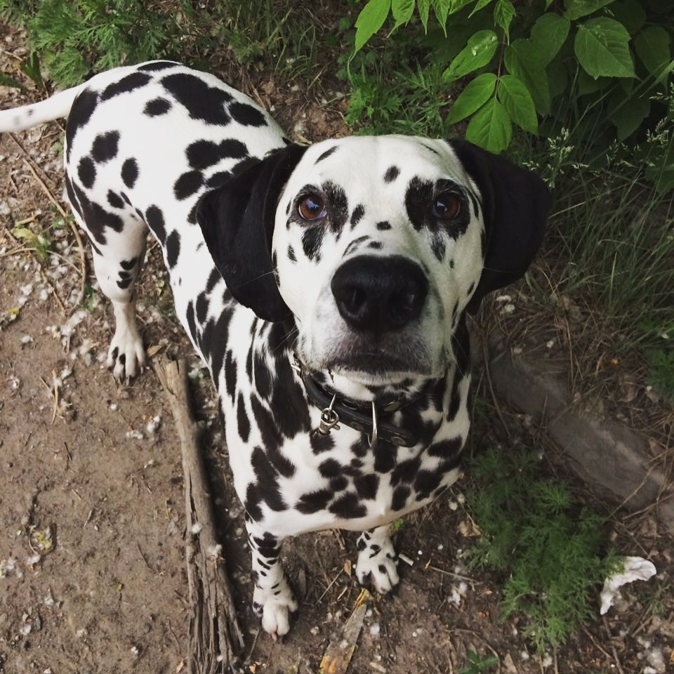 crow - My, Crow, Novosibirsk, Dalmatian, Longpost