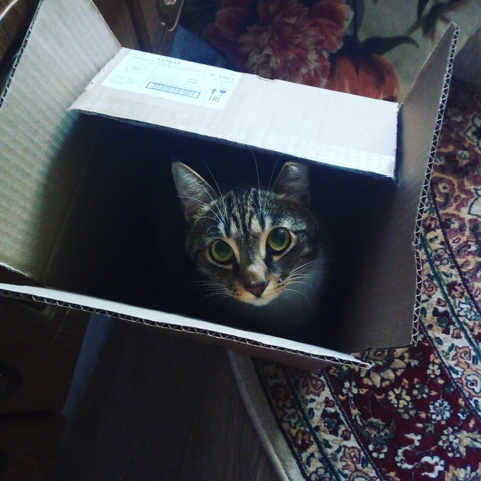 Box? - My, Catomafia, cat, Box