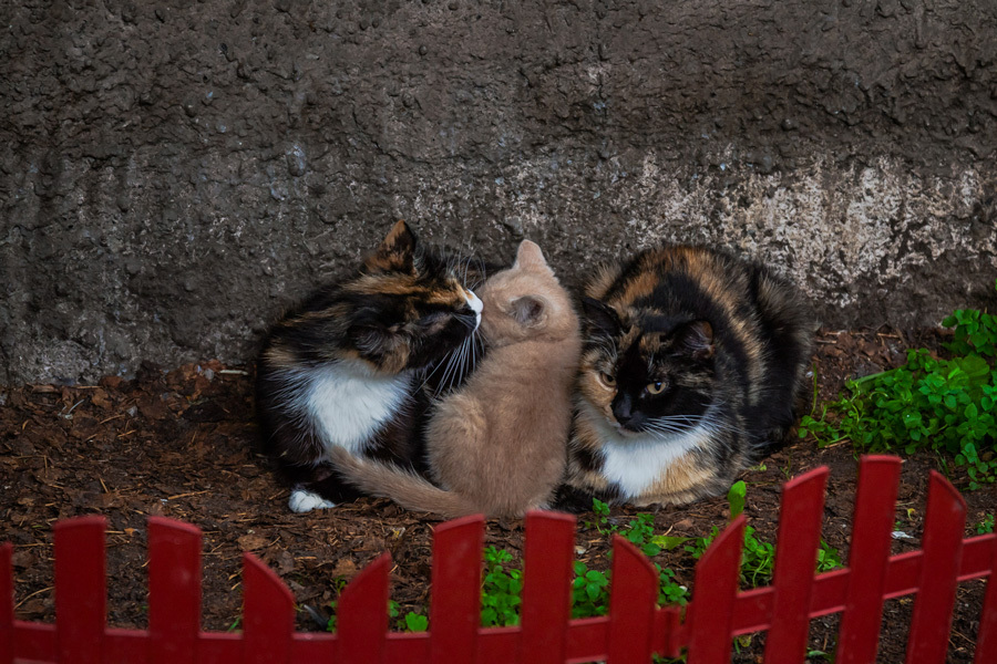 Шерстяной Выборг - Моё, Выборг, Кот, Уличный кот, Котомафия, Длиннопост